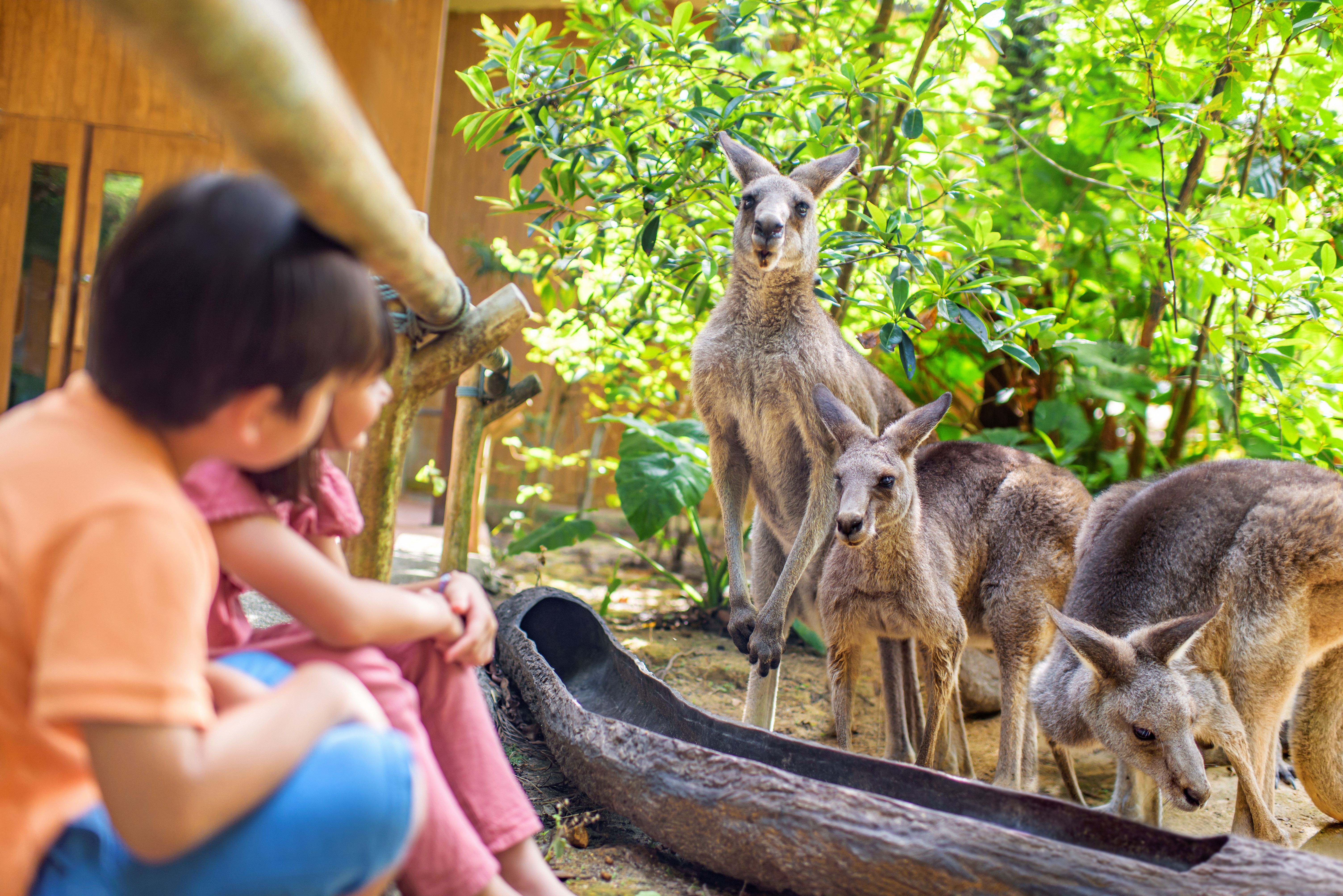 動物たちが近い！『シンガポール動物園』へご案内